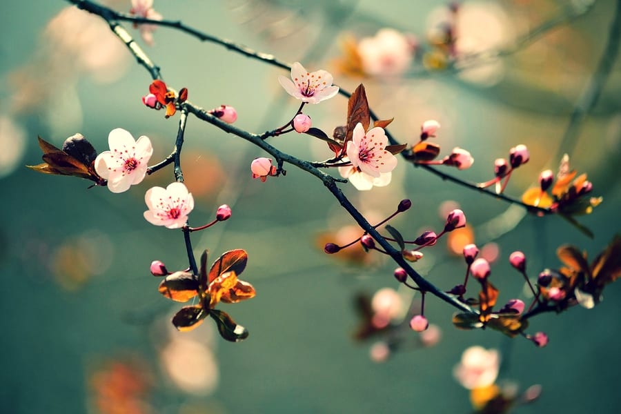 grief and loss counseling and therapy at bluestone psychological