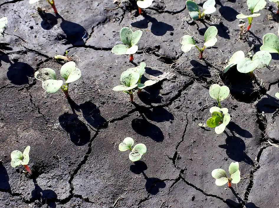 spring feelings depression ideas - bluestone